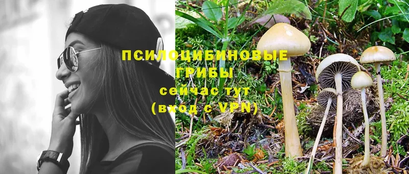 Псилоцибиновые грибы Psilocybine cubensis  как найти   Барабинск 